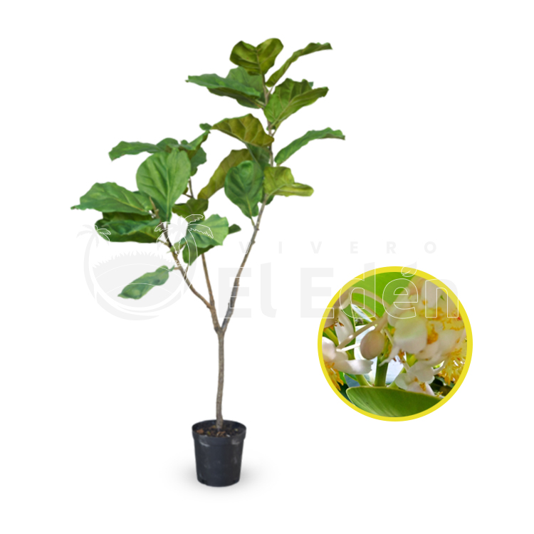 Ficus Verde