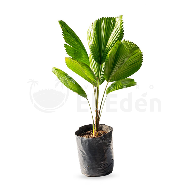 Palmera Licuala