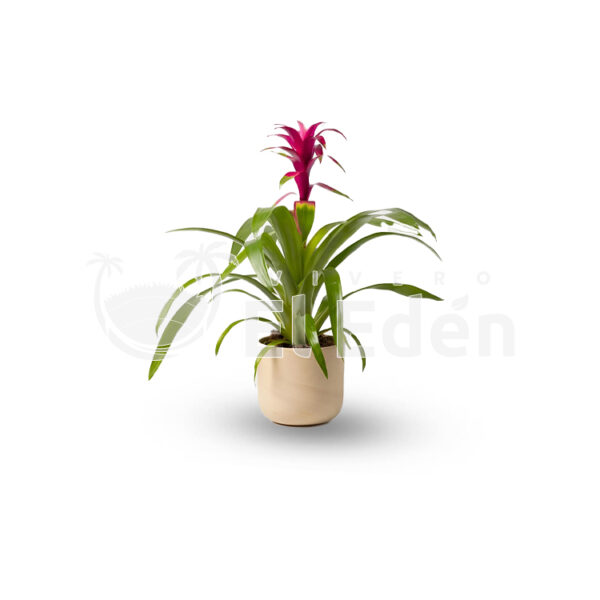Bromelia
