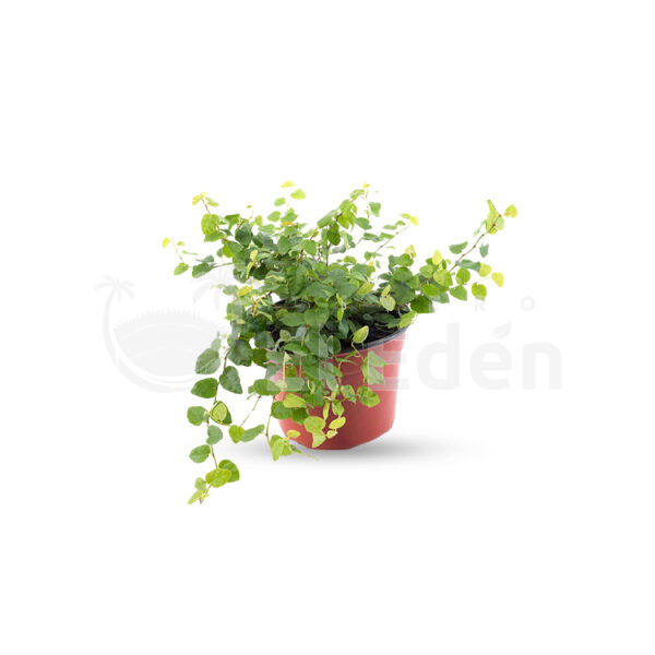 Ficus repens