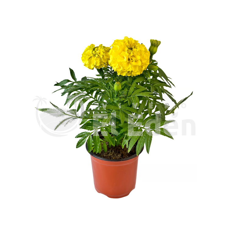 Planta Marigold Color: Amarillo