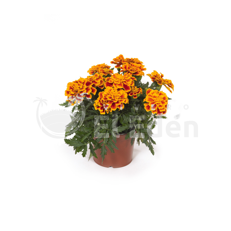 Planta Marigold Color: Durango
