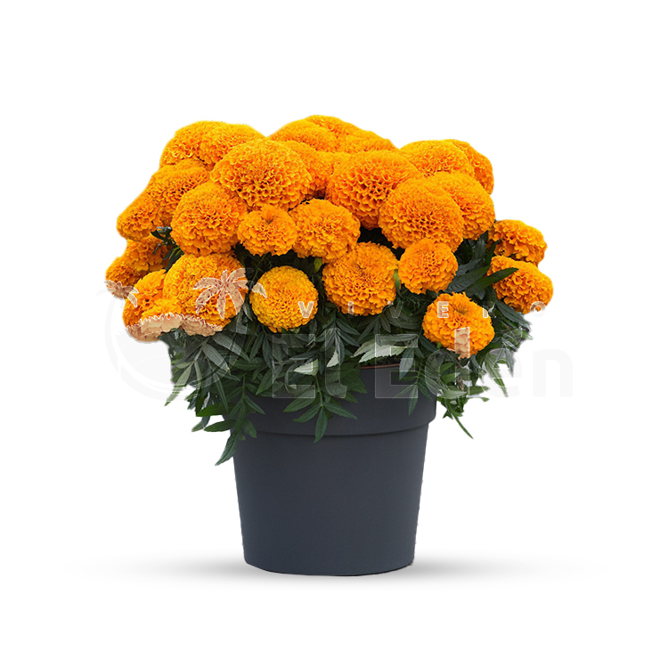 Planta Marigold Color: Anaranjando